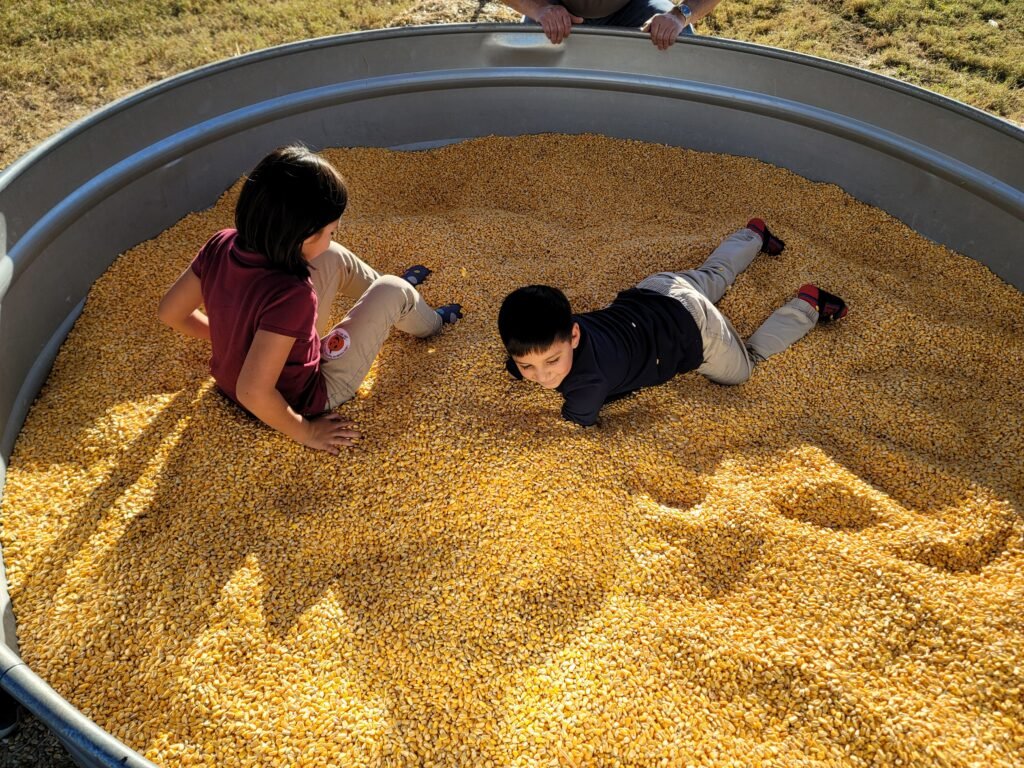 Corn Harvest Corn Harvest