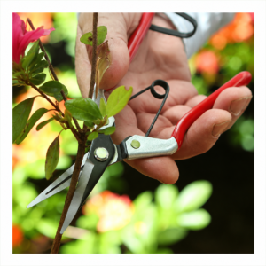 darlac-vine-scissors