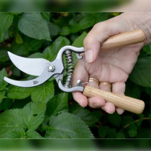 Kew Gardens wooden handle bypass pruner held among green garden leaves