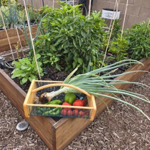 Pike’s Original Maine Garden Hod filled with freshly picked vegetables on a farmhouse table