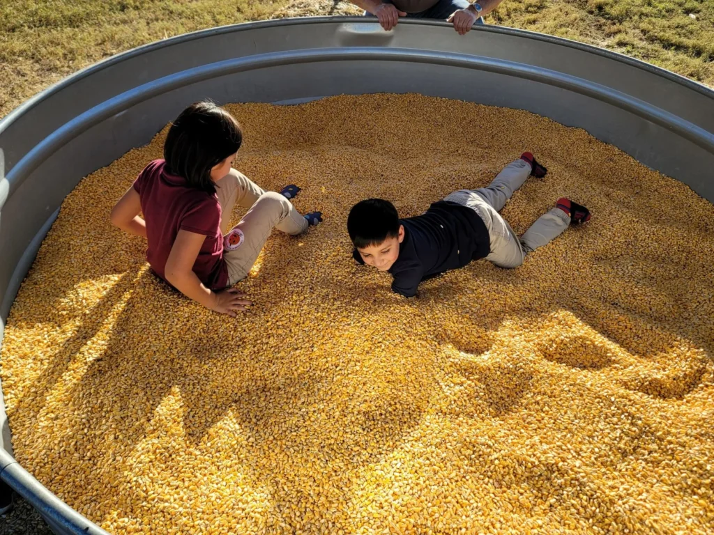 corn harvest 2